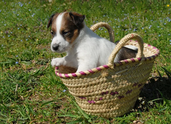 Puppy in a basket — Stock Photo, Image