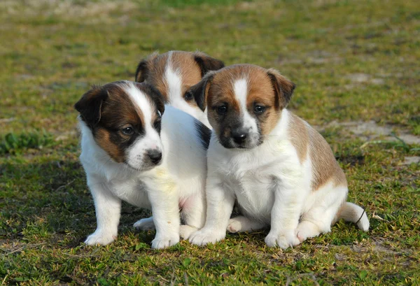 Tiga anak anjing Jack Russel terrier — Stok Foto