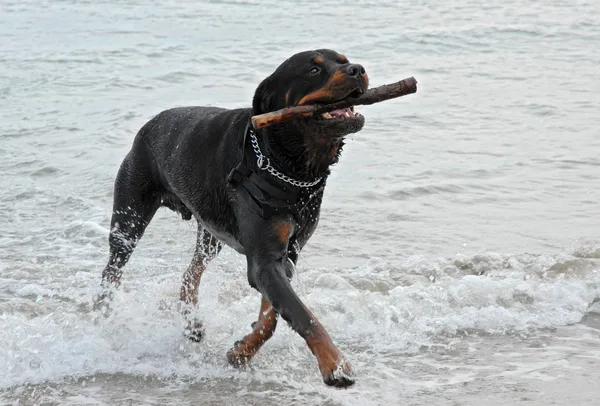 Rottweiler jouant dans la mer — Photo