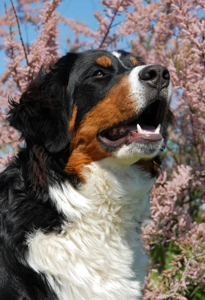 Jovem cão de montanha bernês — Fotografia de Stock