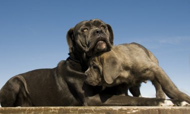 İtalyan mastiff anne ve yavrusu