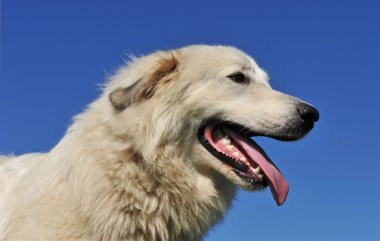 Pyrenean mountain dog clipart