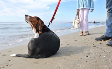 Dog scratching on the beach clipart