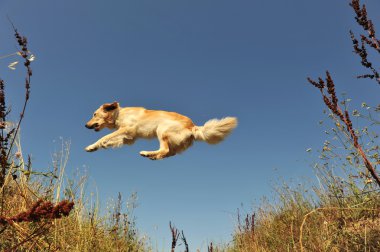 Jumping dog clipart