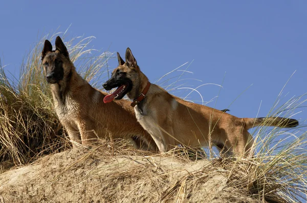 Two young malinois — Stock Photo, Image