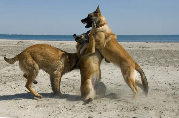 Belgischer Schäferhund beißt zu — Stockfoto