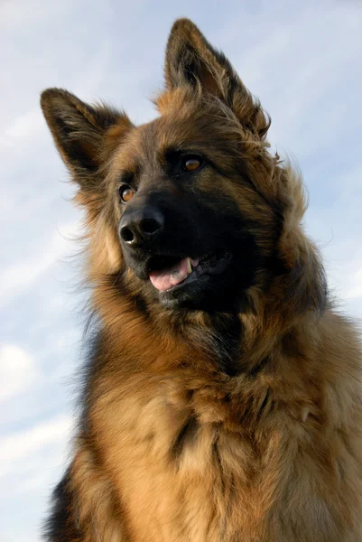 Portrait of a purebred german shepherd — Stock Photo, Image