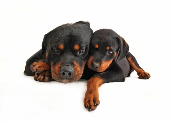Baby rottweiler and his mother dog — Stock Photo, Image