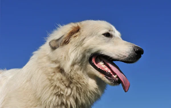 Perro de montaña pirenaico — Foto de Stock