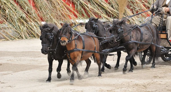 Cuatro miniaturas caballo con arnés — Foto de Stock