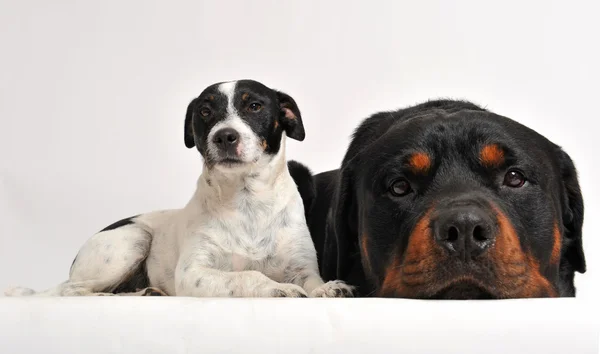Rottweiler und Jack Russel Terrier — Stockfoto