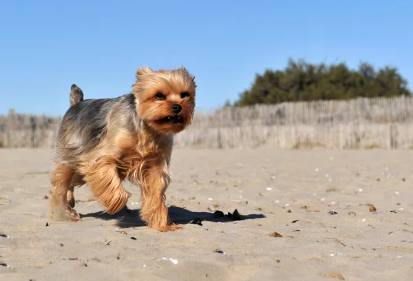 Yorkshire terrier on a beach — Stock Photo, Image