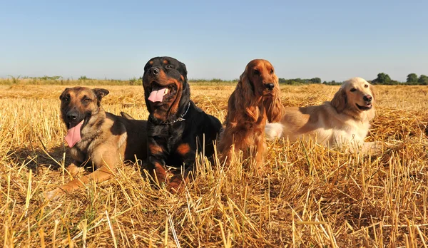 Quattro cani — Foto Stock