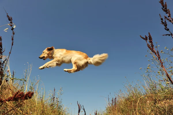 Skaczący pies — Zdjęcie stockowe