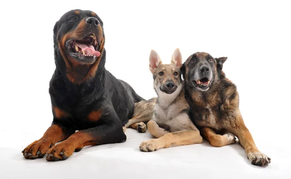 Drei Hunde — Stockfoto