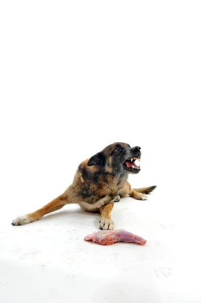 Hund och kött — Stockfoto