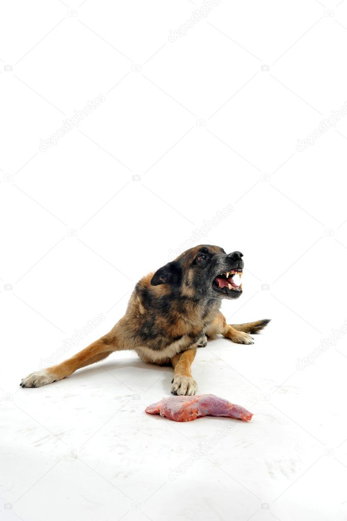 Dog and meat