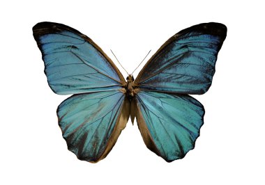 Blue morpho butterfly clipart