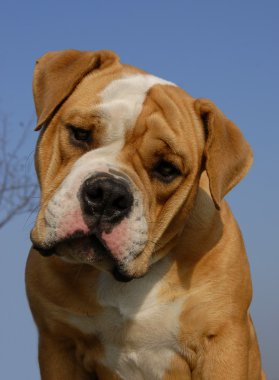 Olde İngilizce bulldog