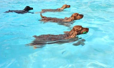 Swimming dogs clipart