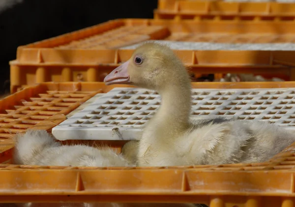 stock image Young goose on a market