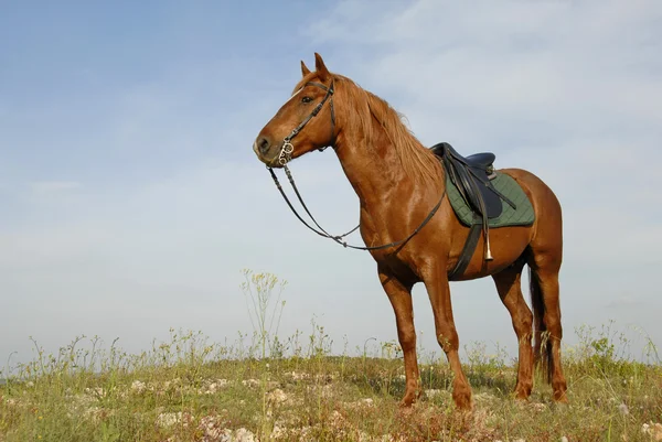 棕色种马 — 图库照片