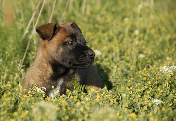 Filhote de cachorro pastor belga — Fotografia de Stock