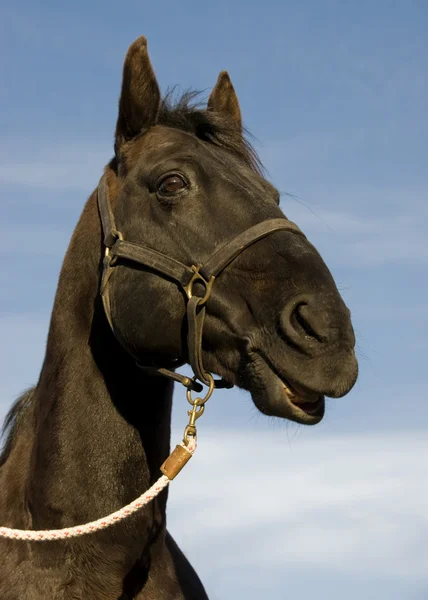 Happy black stallion — Stock Photo, Image