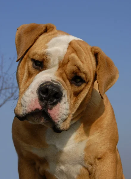โอลด์ อังกฤษ bulldog — ภาพถ่ายสต็อก