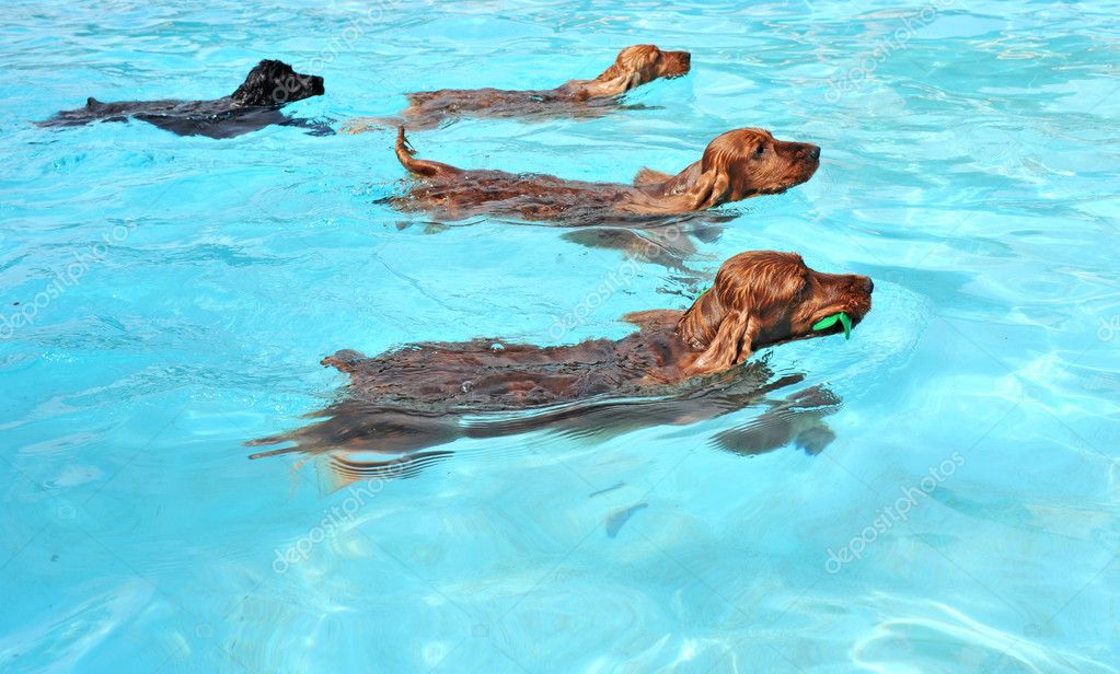 is swimming in the sea good for dogs