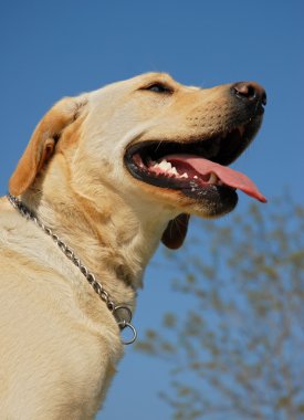 Labrador geri almak