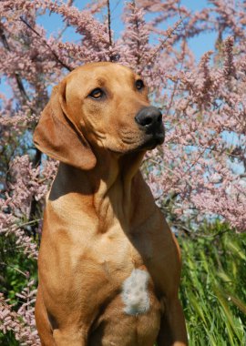 köpek yavrusu Rodezya ridgeback