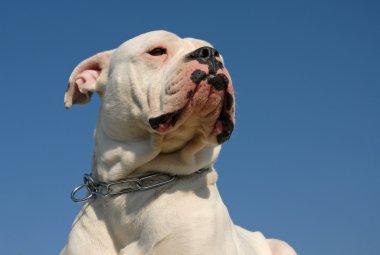 American bulldog clipart