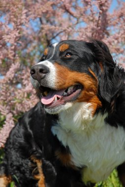 Genç bernese dağ köpeği