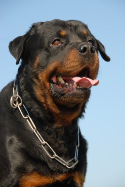 Rottweiler