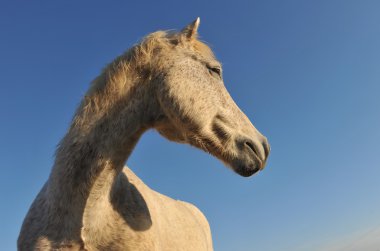 Camargue ATI