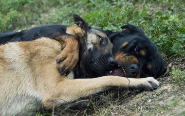 Köpekler iskambil