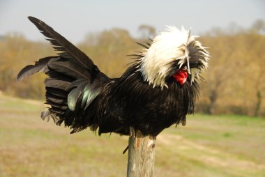 Polish crested chicken clipart