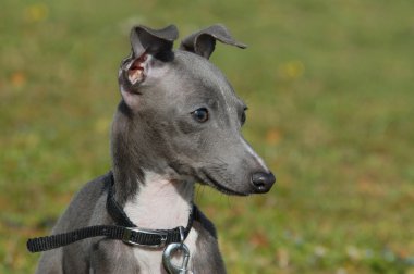 köpek yavrusu İtalyanca tazı