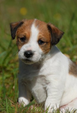 yavru jack russel terrier