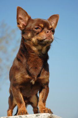 Chihuahua