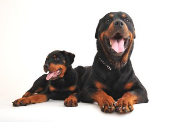 iki Rottweiler