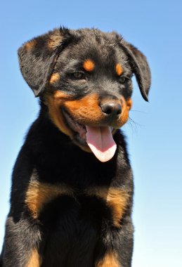 Puppy rottweiler clipart