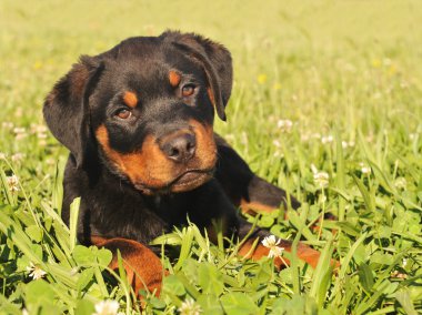 Puppy rottweiler clipart