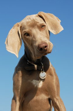 Puppy weimaraner clipart