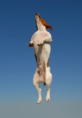 Jumping jack russel terrier