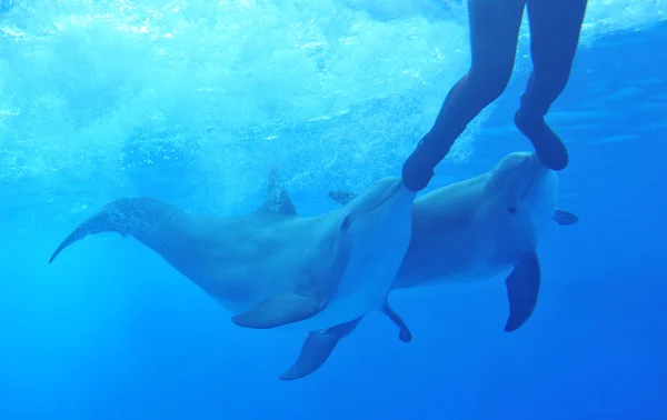 Delfiner leker med mannen — Stockfoto