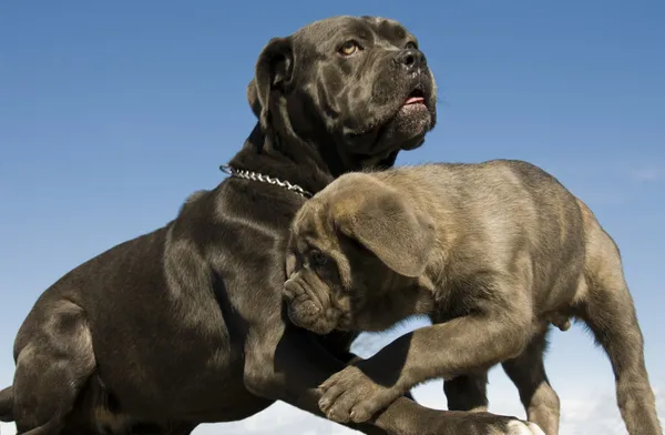 Italiano mastim mãe e cachorro — Fotografia de Stock