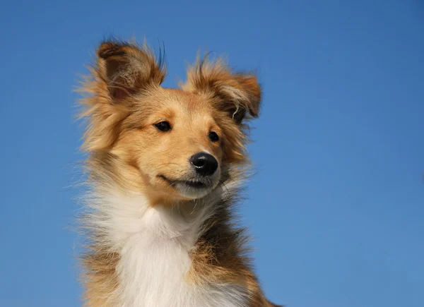 Cane da pastore delle Shetland dei cuccioli — Foto Stock