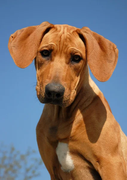 Puppy Rhodesian ridgeback — Stock Photo, Image